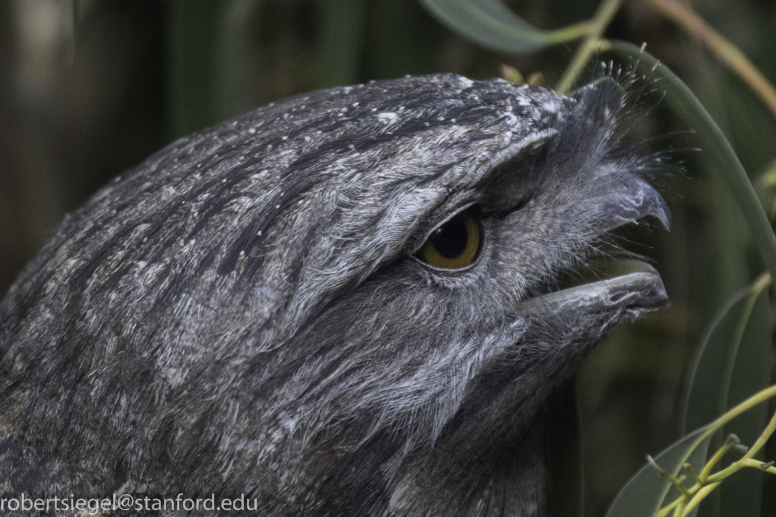 tawny frogmouth